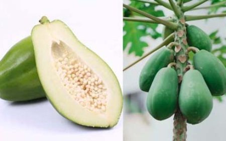 कच्चा पपीता डायबिटीज में वरदान:त्वचा पर नहीं दिखेगा उम्र का असर, आर्थराइटिस में भी फायदेमंद; पर प्रेग्नेंसी में खतरनाक, खाने का सही तरीका जानें