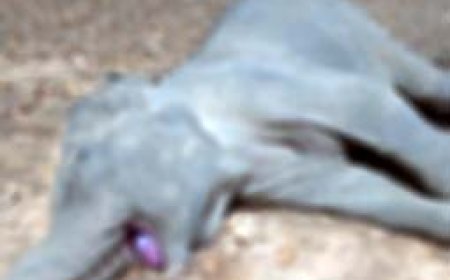 धरमजयगढ़ वन मंडल में फिर एक मादा हाथी की हुई मौत