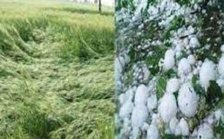 MP में कश्मीर जैसा नजारा;डिंडौरी, आगर-मालवा में सड़कों पर बिछी ओले की चादर, खेतों में फसलें बर्बाद; आज भी ऐसा ही मौसम