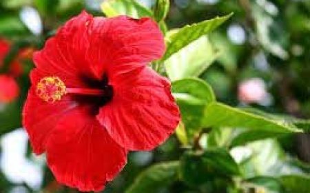 सूरज की तरह चमक उठेगी किस्मत, घर में लगाएं इस फूल का पौधा, कभी नहीं होगी आर्थिक तंगी