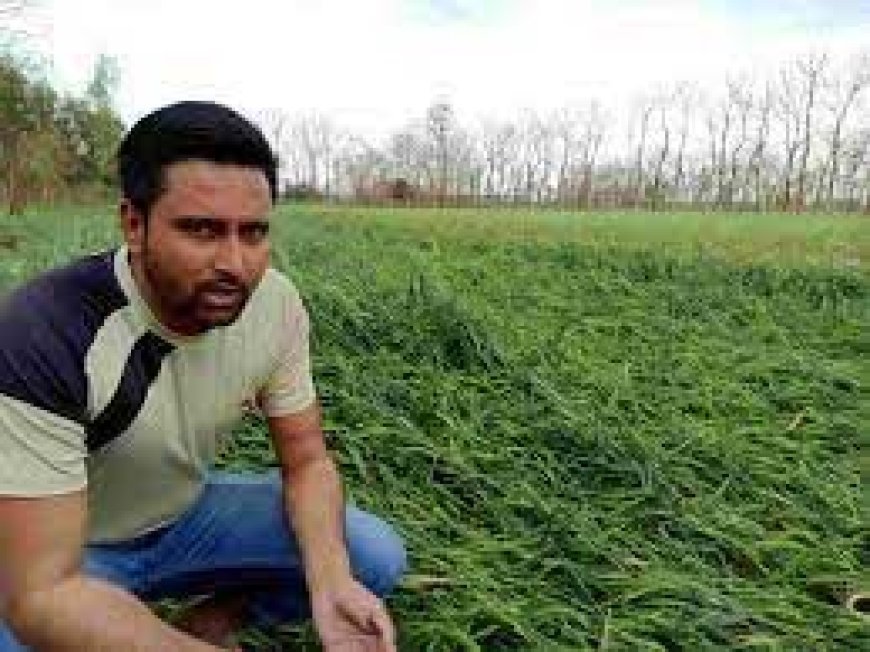 बारिश-ओले के डर से किसान काट रहे गेहूं:MP में 20 मार्च तक प्रदेश में तेज बारिश और ओले गिरने की आशंका