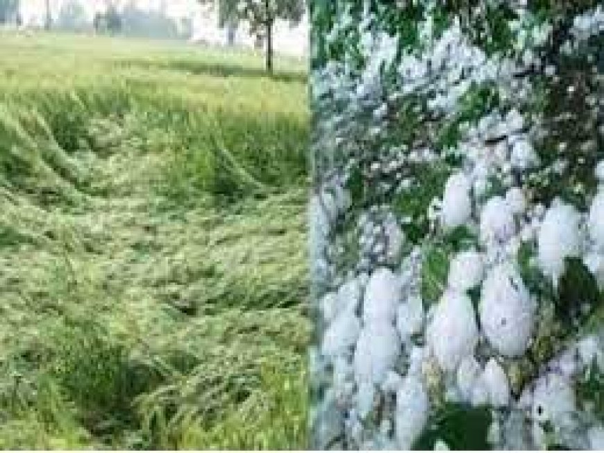 MP में कश्मीर जैसा नजारा;डिंडौरी, आगर-मालवा में सड़कों पर बिछी ओले की चादर, खेतों में फसलें बर्बाद; आज भी ऐसा ही मौसम