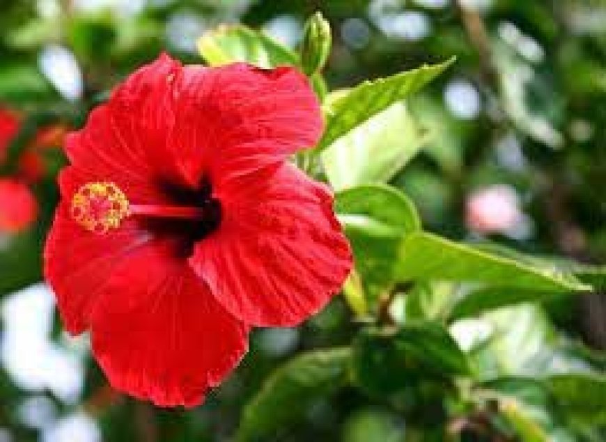 सूरज की तरह चमक उठेगी किस्मत, घर में लगाएं इस फूल का पौधा, कभी नहीं होगी आर्थिक तंगी