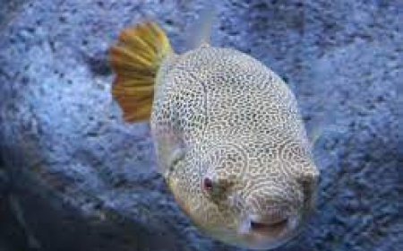 महिला ने लंच में खाई मोटी-ताज़ी फिश, 2 घंटे बीतते-बीतते मछली उसे ही 'खा' गई! सदमे में परिवार