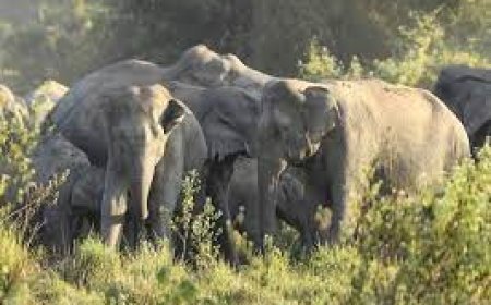 महुआ बीनने गई महिला पर हाथी का हमला, फुटबॉल की तरह दिया उछाल, बाल- बाल बची जान