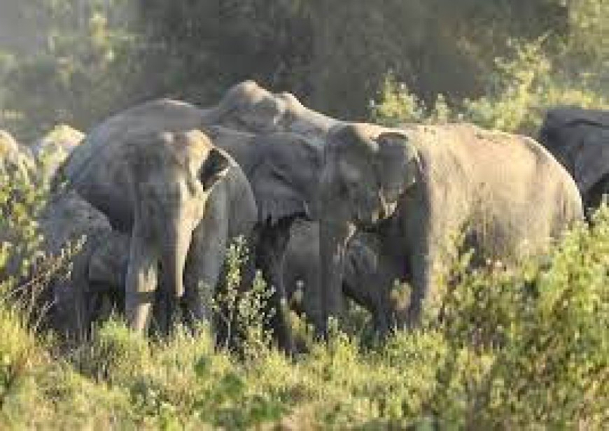 महुआ बीनने गई महिला पर हाथी का हमला, फुटबॉल की तरह दिया उछाल, बाल- बाल बची जान