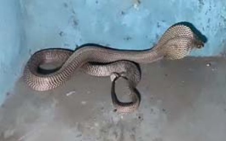 किचन में फ्रिज के नीचे बैठा था कोबरा:पानी पीने गया युवक तभी पड़ी नजर, रात 2 बजे किया गया रेस्क्यू;दहशत में थे लोग