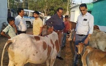 छत्तीसगढ़ में लंपी वायरस की पुष्टि: कबीरधाम में तीन मवेशी संक्रमित मिले; जांच के लिए भेजे गए थे 17 सैंपल