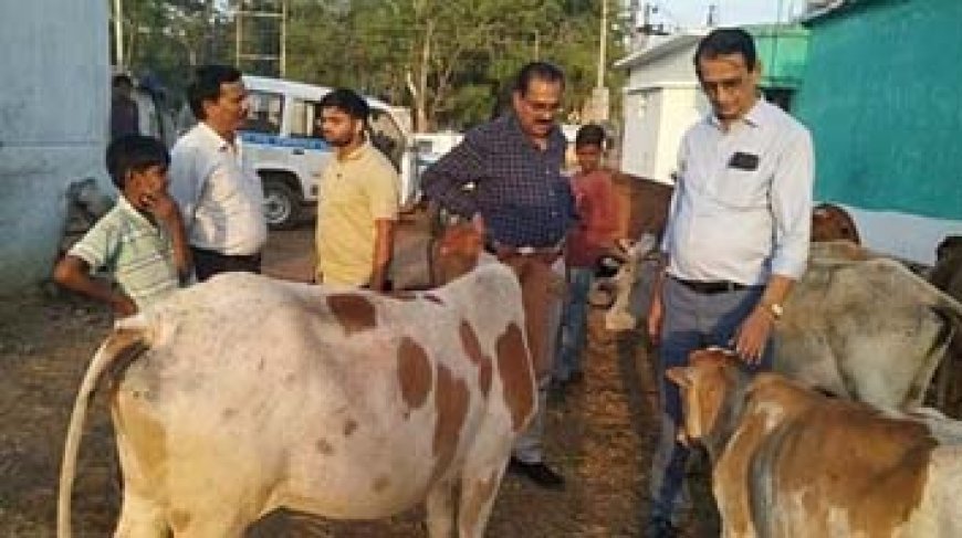 छत्तीसगढ़ में लंपी वायरस की पुष्टि: कबीरधाम में तीन मवेशी संक्रमित मिले; जांच के लिए भेजे गए थे 17 सैंपल