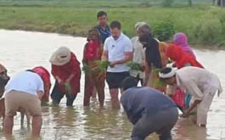 राहुल गांधी ने किसानों के साथ धान की रोपाई की:सोनीपत के खेतों में ट्रैक्टर चलाया; दिल्ली से शिमला जाते वक्त मदीना गांव में रुके