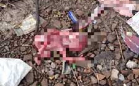 भिलाई में मिला 4 माह का भ्रूण:नोच-नोचकर खा रहे थे कुत्ते, पुलिस ने जब्त कर पीएम के लिए भेजा
