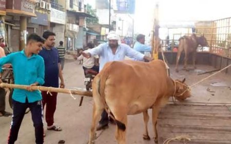 भिलाई निगम ने चलाया आवारा पशुओ को पकड़ने रोका छेका अभियान, नेशनल हाईवे सहित मुख्य सड़कों से पकड़े गए आवारा पशु