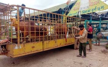आज भी चला अभियान घुमंतू मवेशियों को भेजा गोठान, रोका छेका अभियान निरन्तर जारी