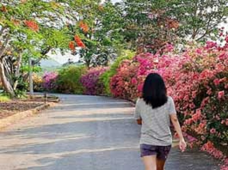 Morning Walk Benefits: रोज करें सुबह की सैर, 5 परेशानियां होंगी छूमंतर, मेंटल हेल्थ भी होगी बूस्ट