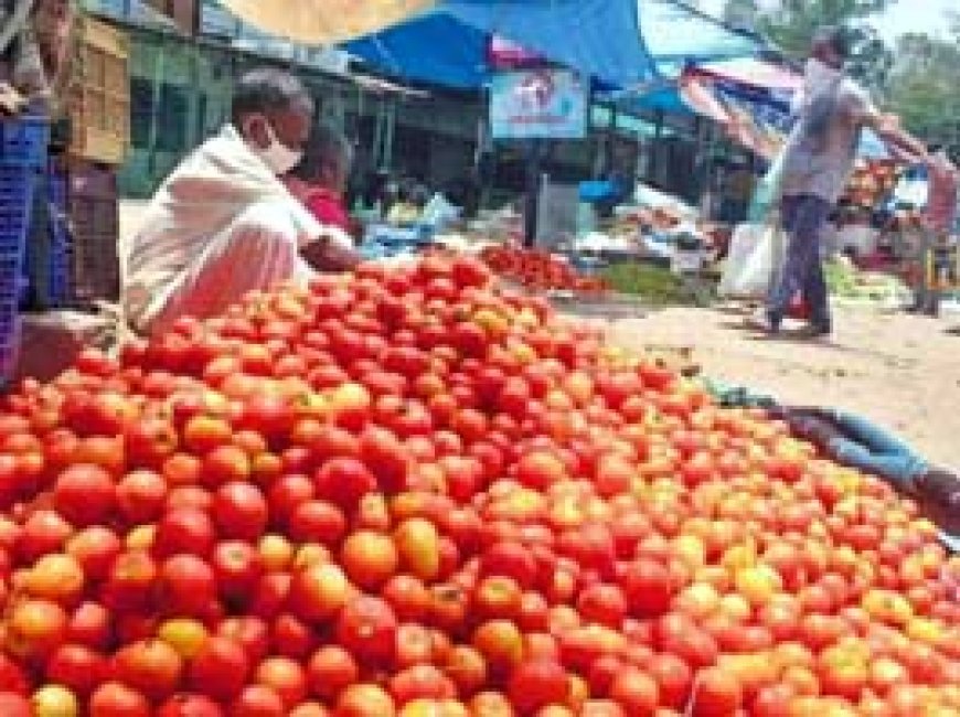 टमाटर के दाम 300 रूपए किलो होने का अनुमान, सरकार की प्लानिंग का क्या?