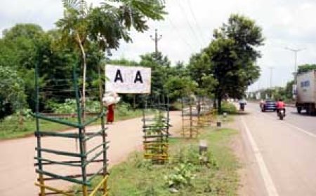 हरियर छत्तीसगढ़ योजना में निगम कर रहा है वृक्षारोपण