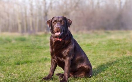 पत्थर मारकर की पालतू कुत्ते की हत्या, जानिए क्या है कुत्ते की हत्या का पूरा मामला...