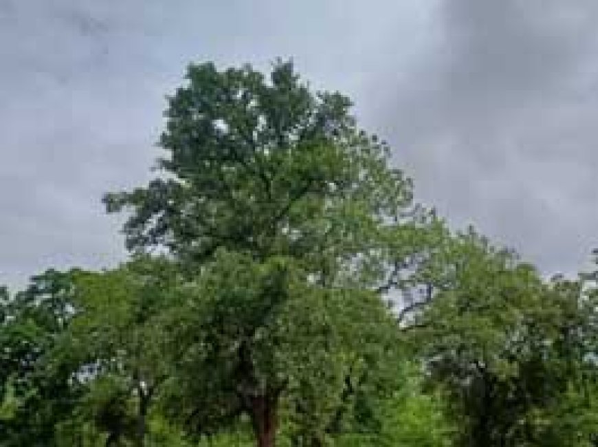 छत्तीसगढ़ में कल से एक्टिव होगा मानसून, कई जिलों में बरसेंगे बादल, गरज-चमक के साथ पड़ेंगी बौछारें