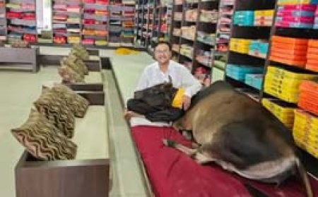 7 सालों से मालिक की गद्दी में बैठती है गाय:एप्पल गाय के नाम पर से है फेमस,खुद दरवाजा खोल करती है एंट्री,लोग खिंचाते है सेल्फी