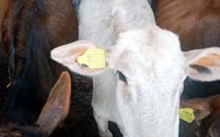 निगम क्षेत्र में पशुओं का एनिमल टेगिंग शुरू किया गया