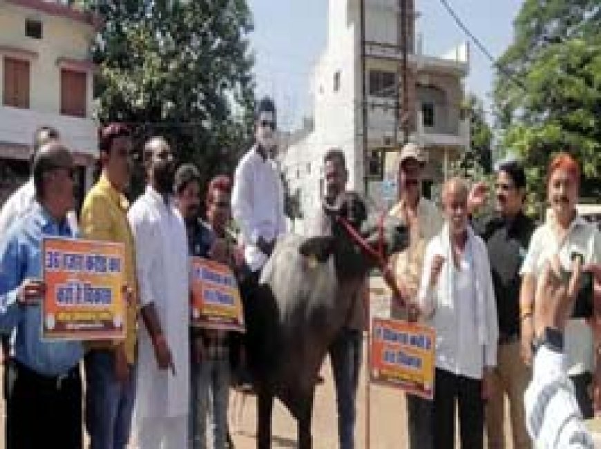 विधायक का मुखौटा पहनाकर भैंस पर बैठाया:रायपुर में विकास खोजने का सिलसिला जारी...