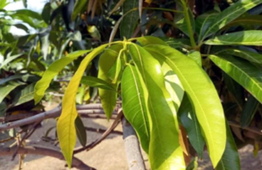 डायबिटीज के लिए रामबाण है ये हर जगह मिलने वाला पत्ता! लेकिन इसके फल से बढ़ जाएगा शुगर, जानें उपयोग की विधि