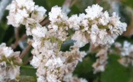 सरगुजा के मैनपाट में कड़ाके की सर्दी, जम गई ओस:छत्तीसगढ़ में 19 दिसंबर के बाद और बढ़ेगी ठंड; आज साफ रहेगा मौसम