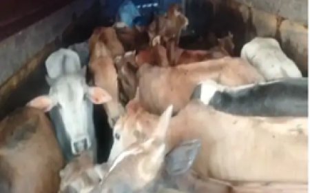 दुर्ग में मवेशियों से भरा ट्रक घर में घुसा:39 मवेशियों को ठूंस-ठूंसकर बूचड़खाने ले जा रहे थे, 17 गायों की मौत