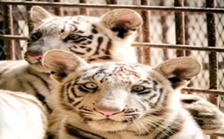 सफेद बाघ के नन्हे शावकों का दीदार:सेल ने जारी किया दोनों शावकों का वीडियो, सितंबर 2023 में हुआ था जन्म