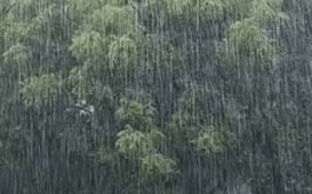 बिलासपुर, कोरबा और जशपुर में झमाझम बारिश:मंडी में रखा धान भीगा, रायपुर, दुर्ग-भिलाई में सुबह से छाए बादल; आज भी अलर्ट