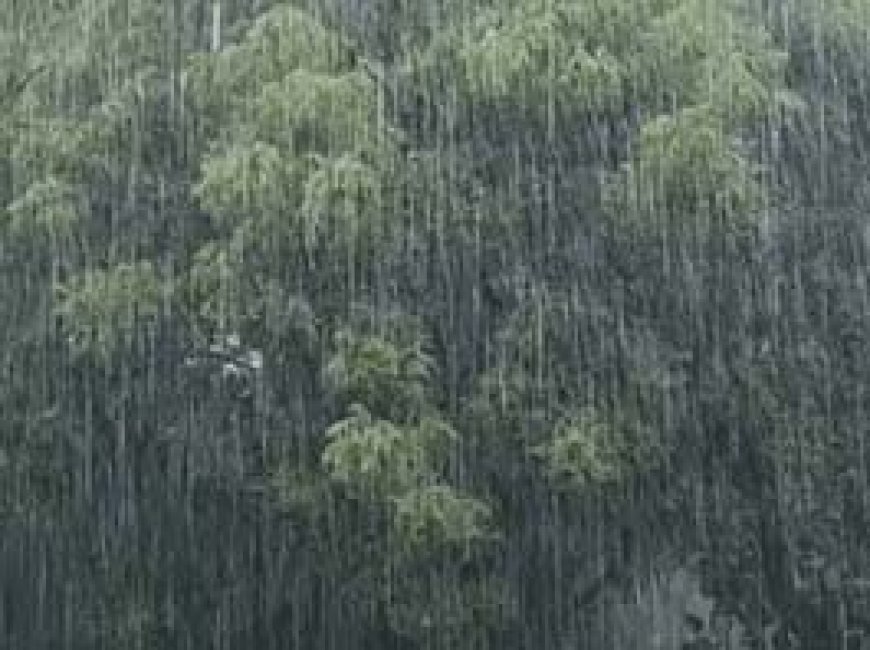 बिलासपुर, कोरबा और जशपुर में झमाझम बारिश:मंडी में रखा धान भीगा, रायपुर, दुर्ग-भिलाई में सुबह से छाए बादल; आज भी अलर्ट