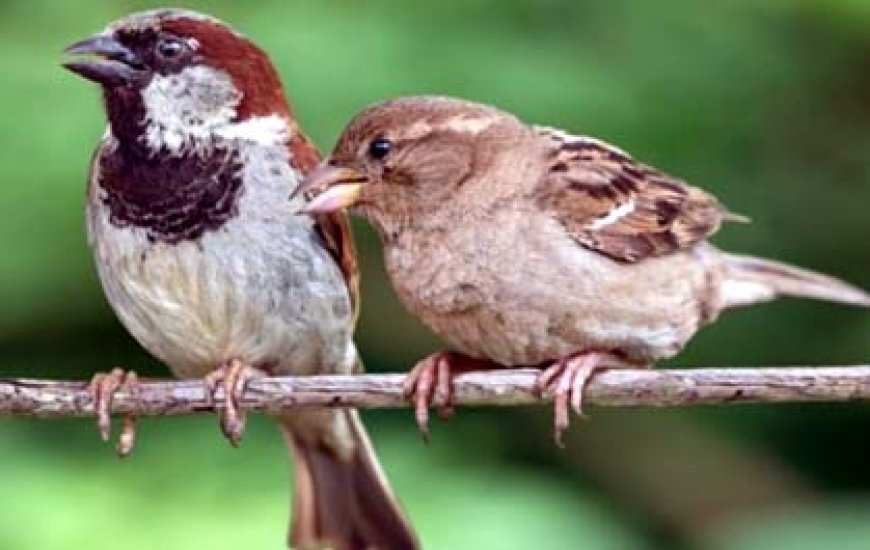 आपके घर भी आएगी छोटी बड़ी गोरिया चिरैया दाना पानी का रखना इंतजाम...