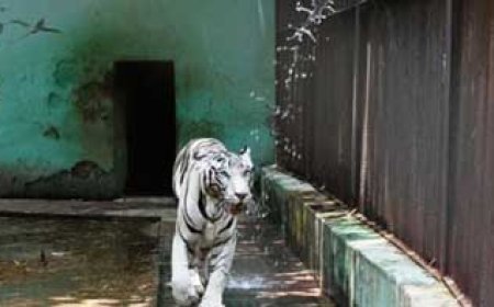 भिलाई इस्पात संयंत्र के मैत्रीबाग में वन्यजीवों को गर्मी से बचाने हेतु किए गए विशेष इंतजाम....