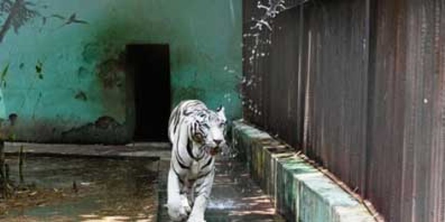 भिलाई इस्पात संयंत्र के मैत्रीबाग में वन्यजीवों को गर्मी से बचाने हेतु किए गए विशेष इंतजाम....