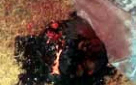 BREAKING NEWS : अवैध कार्यों में लिप्त 35 साल के युवक की धारदार हथियार और पत्थर से कुचलकर हत्या….