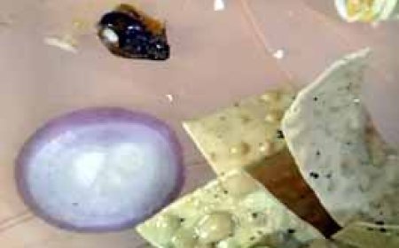 बीएसपी कर्मचारियों के खाने में निकला काकरोच.....बीटीआई में ट्रेनिंग के दौरान कैंटनी संचालक ने परोसा दिया घटिया खाना