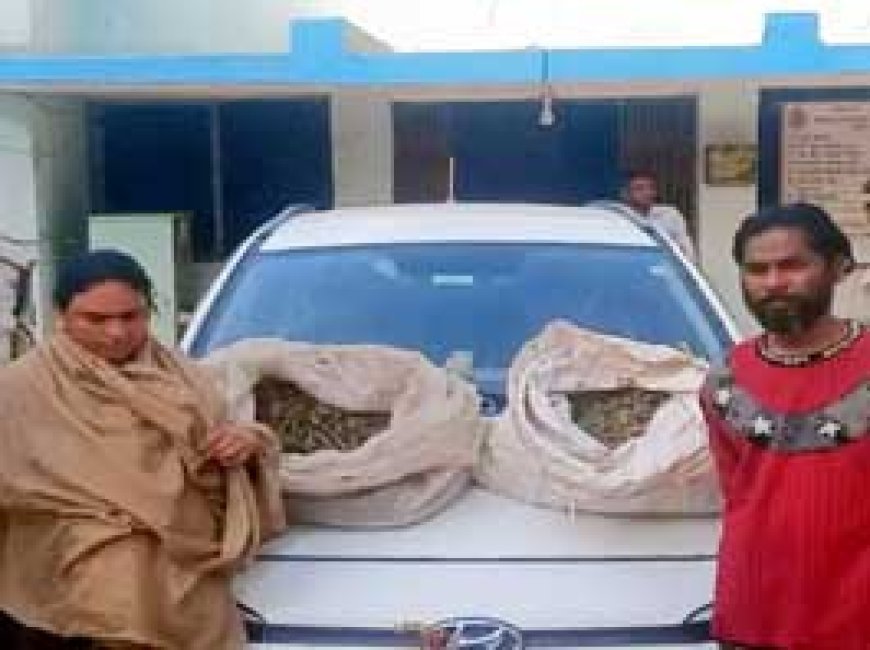 ओडिशा से छत्तीसगढ़ में गांजा तस्करी करने वाले 2 गिरफ्तार.....दुर्ग में 14 किलोग्राम गांजा जब्त