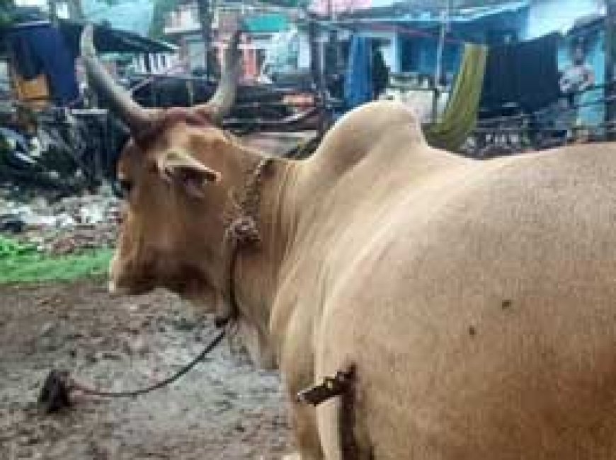 भिलाई में नशेड़ी युवक ने गाय को मारा चाकू.....सीसीटीवी में कैद हुई घटना, डॉक्टर ने पेट से निकाला चाकू.....