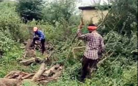 भू-माफिया ने कटवाए 400 पेड़....बीजेपी पार्षद ने निगम आयुक्त से की शिकायत लेकिन अभी तक कोई कार्रवाई नहीं