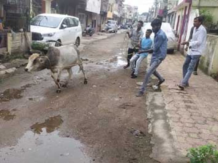 बहुत ही मशक्कत से पकड़ में आते हैं सड़क के जानवर