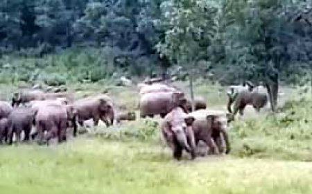छत्तीसगढ़ में हाथियों का उत्पात...धान की फसलें रौंदी:रायगढ़ में 94 तो कोरबा में 48 हाथी घूम रहे