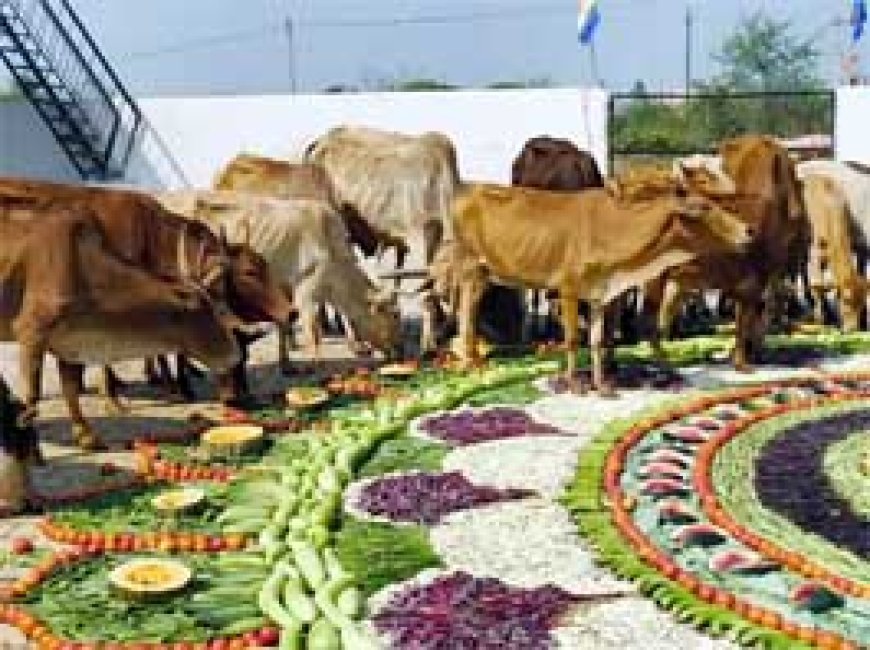 गायों को दी गई बर्थ-डे पार्टी, 2000 किलो सब्जियों से रंगोली बनाकर दी गई गायों को दावत