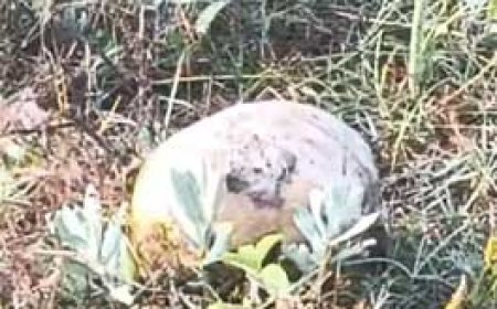 बंद प्लांट से लगे खेत में 3 खोपड़ी-हड्डियां मिली, छत्तीसगढ़ में लापता मां-बेटी, बेटे के होने की आशंका