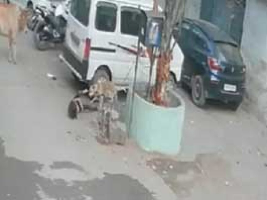 8 साल की बच्ची पर कुत्ते का हमला , रायपुर में डॉग ने दौड़ाकर मारा झपट्टा