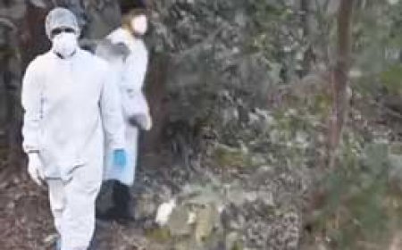 रायगढ़ के सरकारी पोल्ट्री फार्म में फैला बर्ड फ्लू, 12000 चूजे, 5000 मुर्गियों को मारा गया, 17 हजार अंडों को किया नष्ट; 10KM एरिया सील