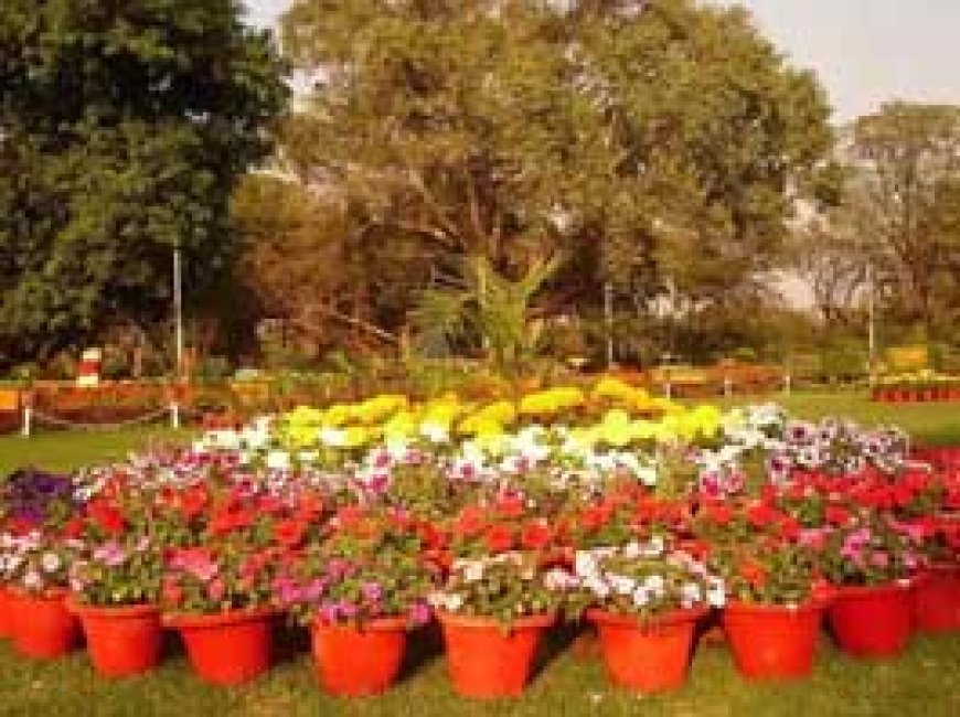 भिलाई में आज से 'फ्लावर शो' की शुरुआत, मैत्री बाग में देखने मिलेगी फूल और पौधों की सैकड़ों वेरायटी