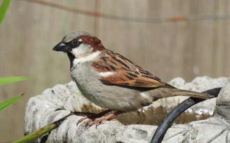 विश्व गौरेया दिवस: पर्यावरण संरक्षण की ओर एक महत्वपूर्ण कदम