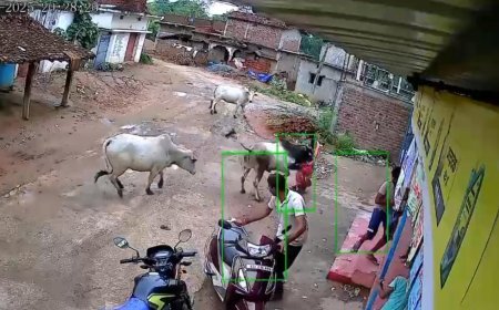 सांडों की लड़ाई बनी मौत की वजह: घर लौट रही महिला को कुचला, मौके पर दर्दनाक मौत