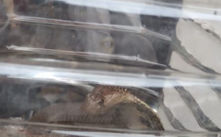 खुशियों के बीच मातम: रिश्ता आने से पहले सर्पदंश से महिला की मौत