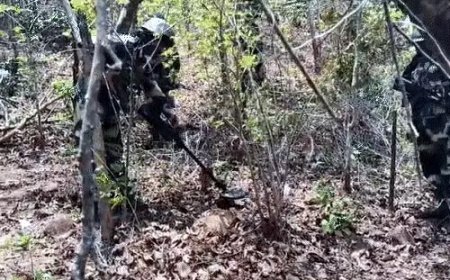 बीजापुर के जंगलों में मुठभेड़, 4 नक्सली ढेर: INSAS, SLR समेत हथियार बरामद; फोर्स का सर्च ऑपरेशन जारी